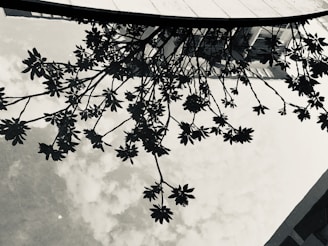 A reflection of a tree with detailed branches and leaves is visible on a water surface. The sky is partially cloudy and reflects along with the tree. Part of a building structure is also reflected at the top of the image, providing an intriguing and artistic composition.
