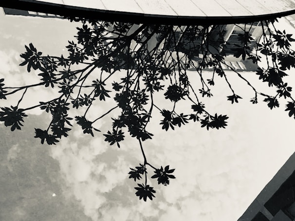 A reflection of a tree with detailed branches and leaves is visible on a water surface. The sky is partially cloudy and reflects along with the tree. Part of a building structure is also reflected at the top of the image, providing an intriguing and artistic composition.