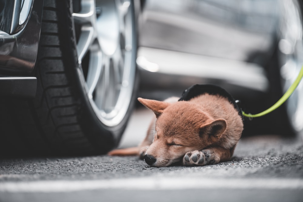 dog sleeping beside parked car