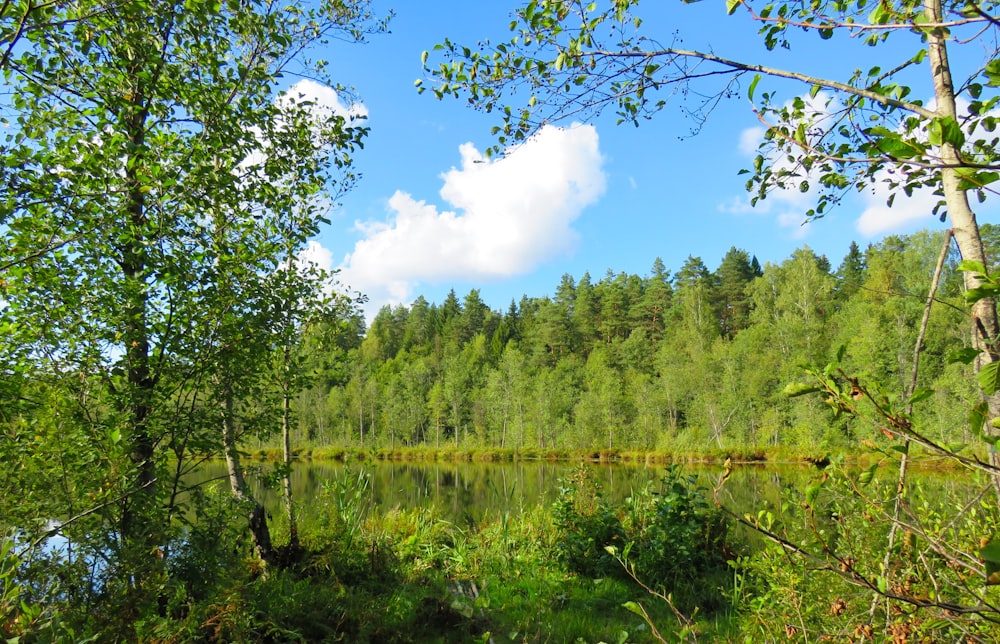 green trees beside calm water