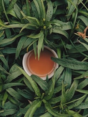 filled white bowl surrounded by snake plants