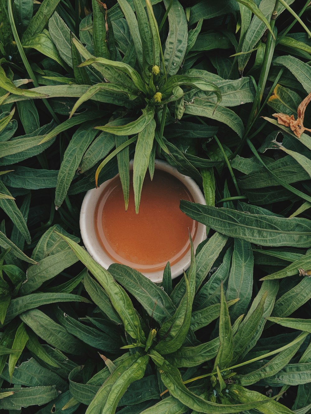 A ceylon tea hatása