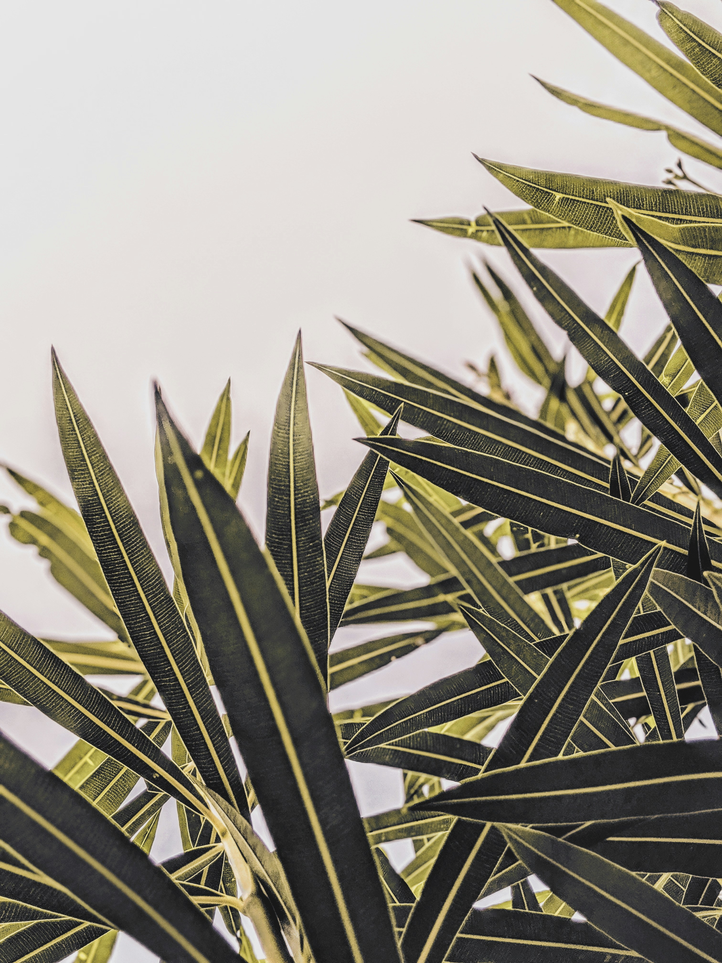 Photo by aniketh_kanukurthi