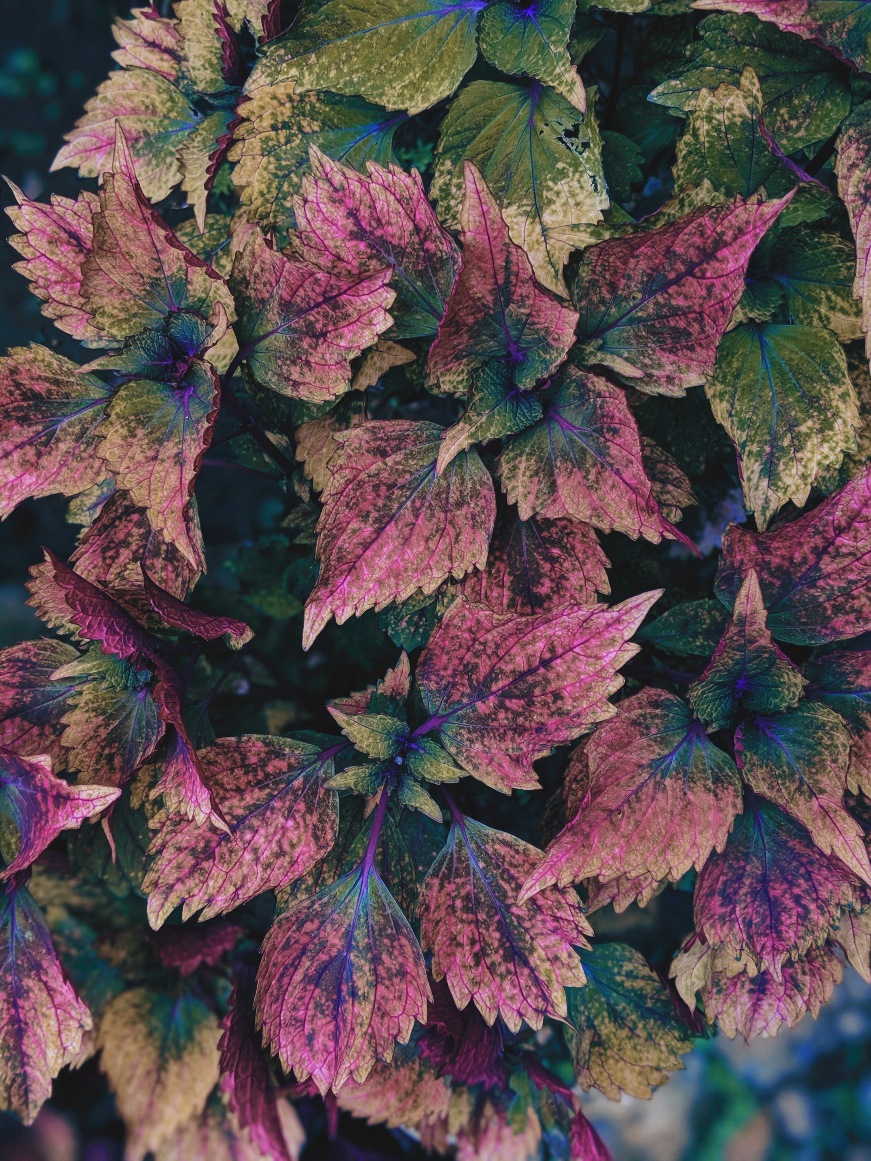 Photo by aniketh_kanukurthi