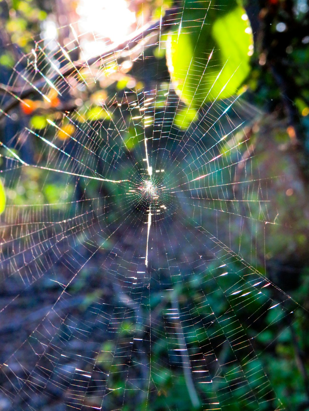 spider on web