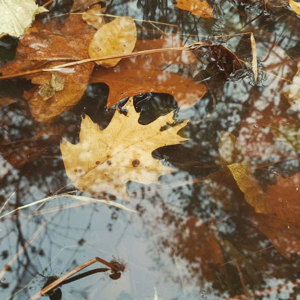 brown dried leaves in body of water