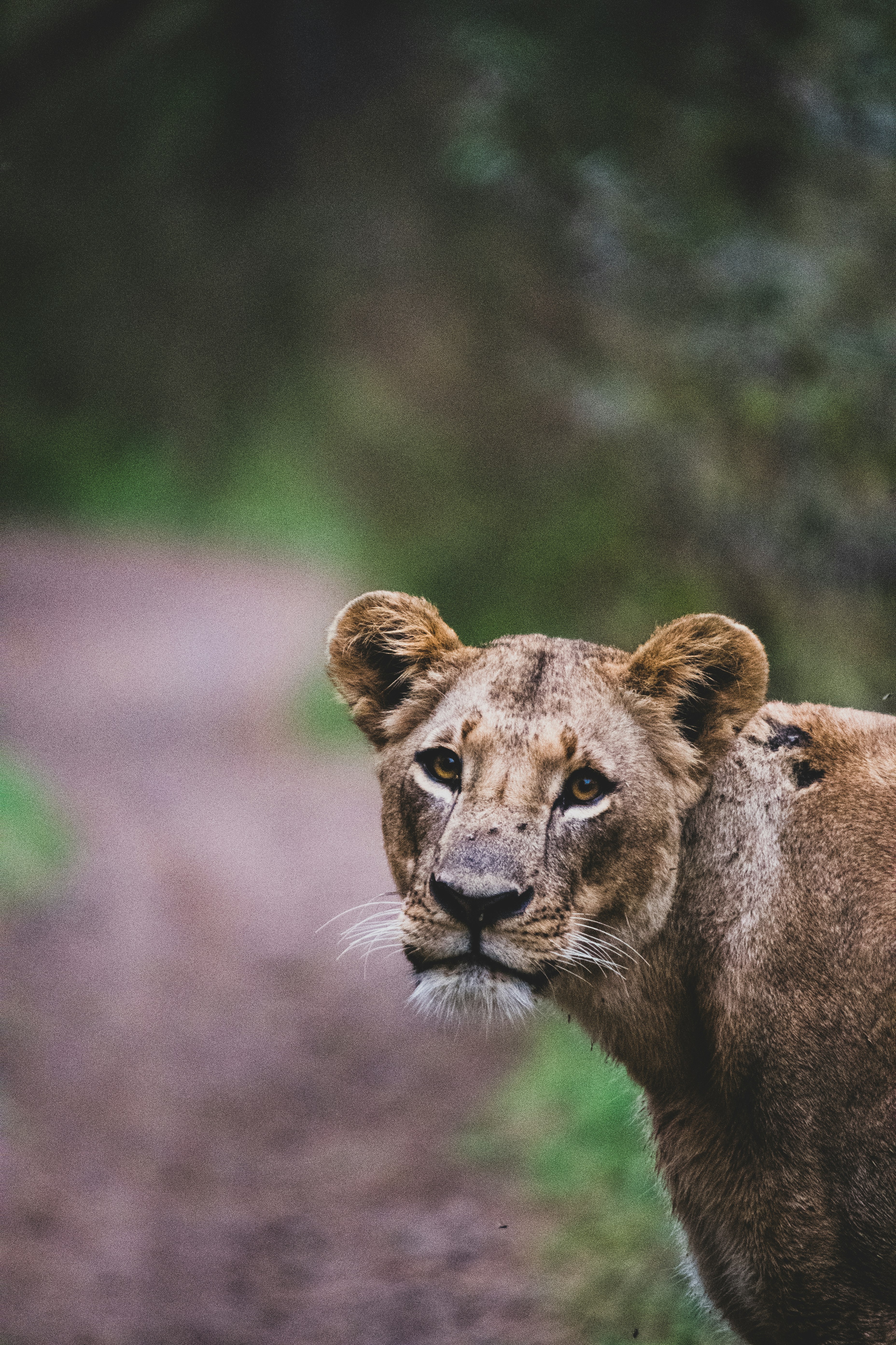 lioness near trees