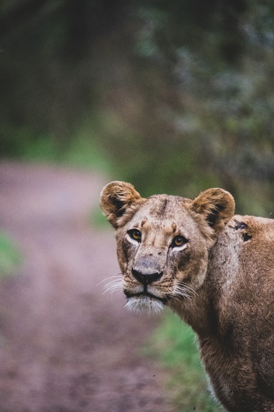 lioness near trees in Nairobi Kenya