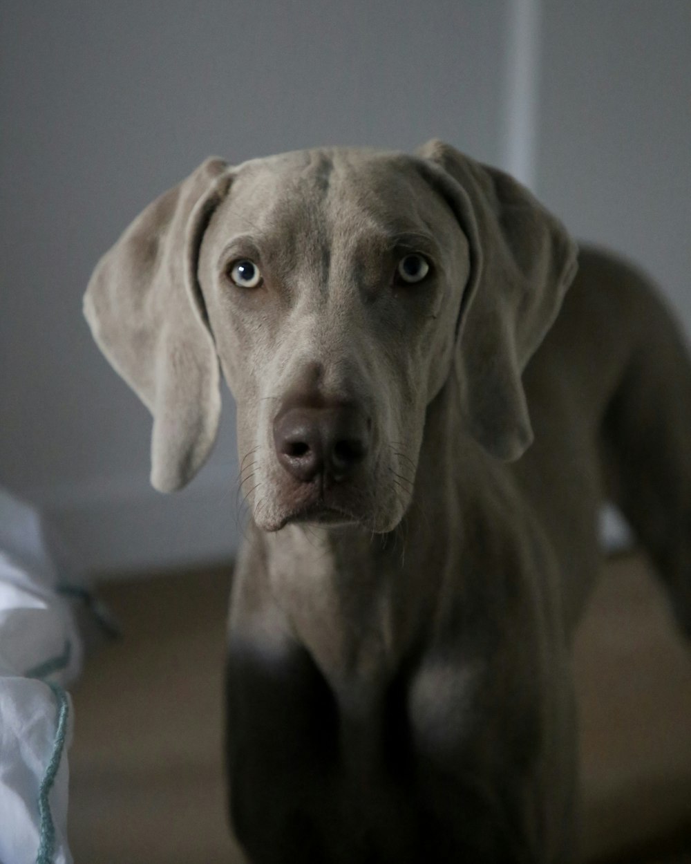 short-coated gray dog