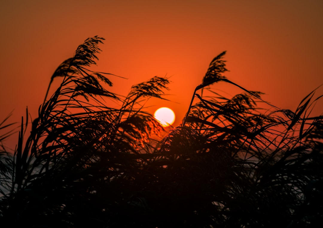 silhouette of plants during night