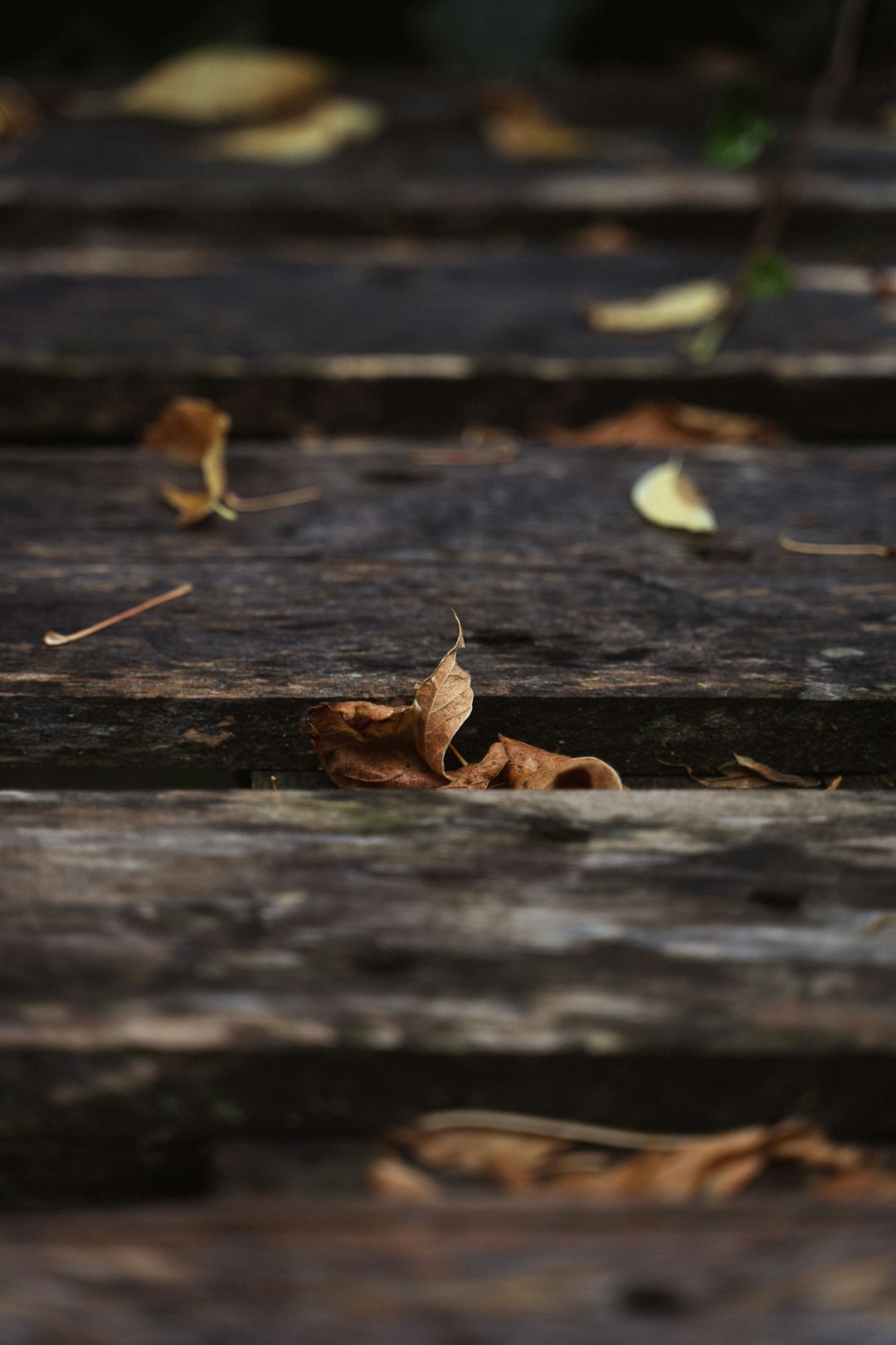 brown leaf on wooden surface