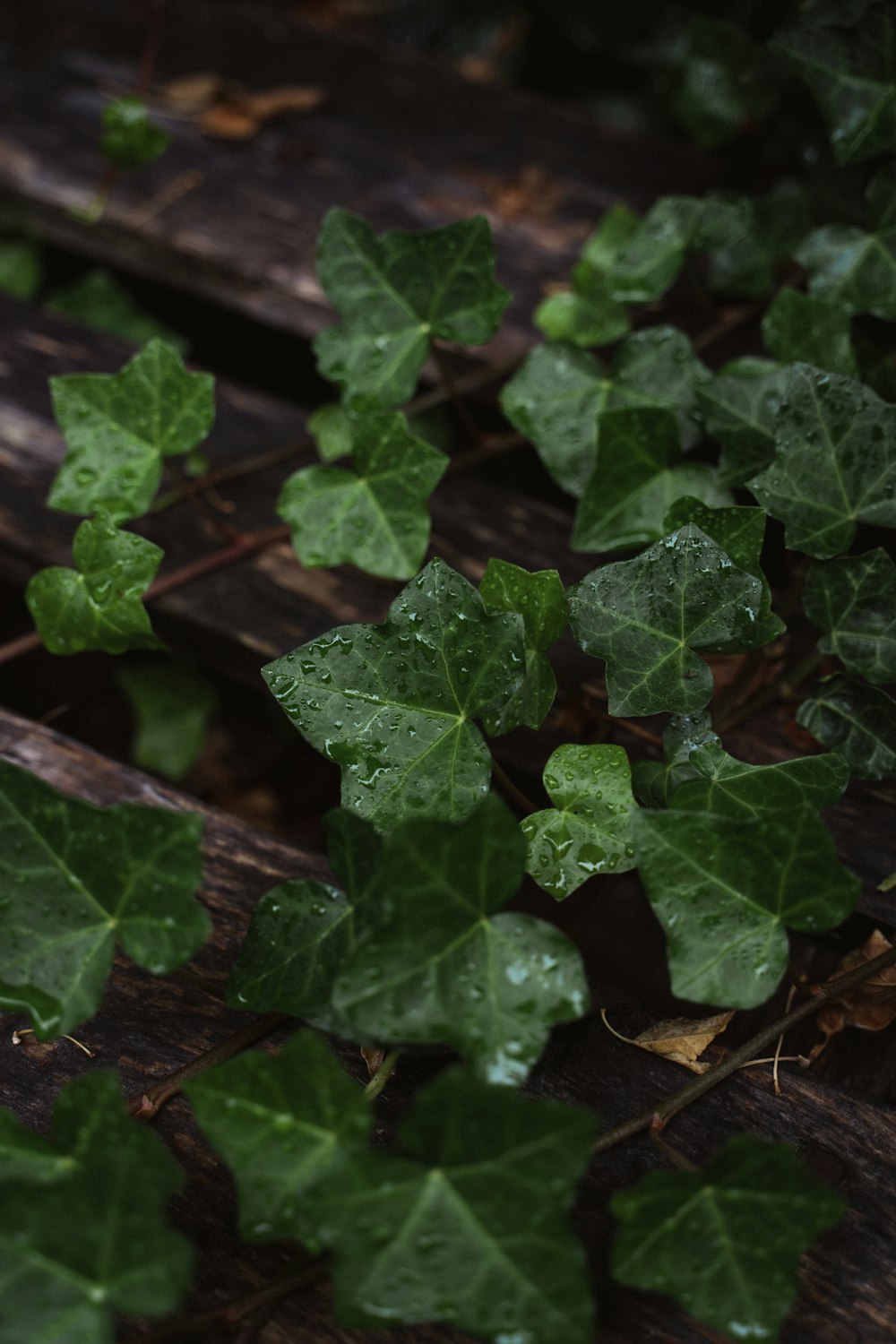 water dews on green leaves