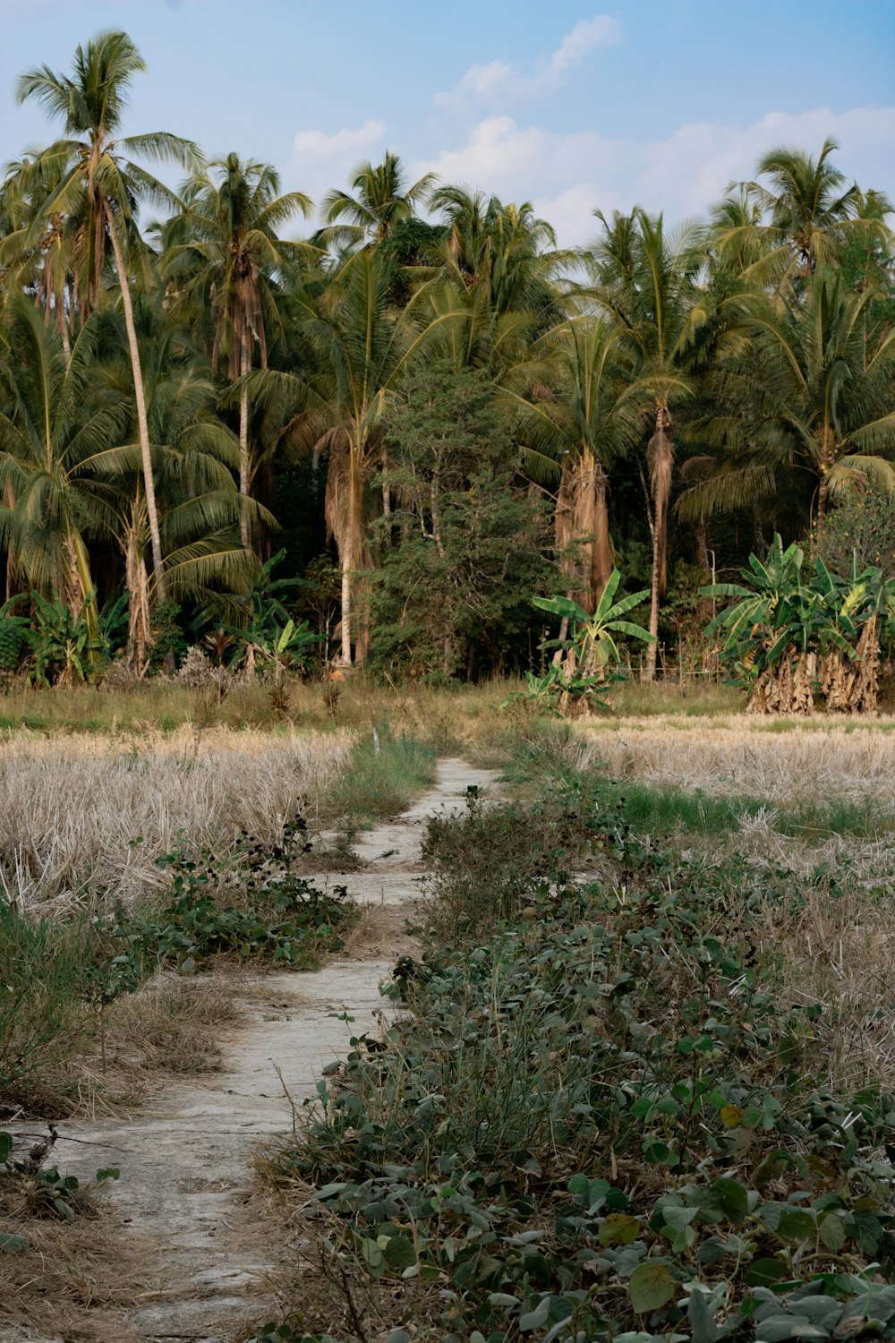 palm trees