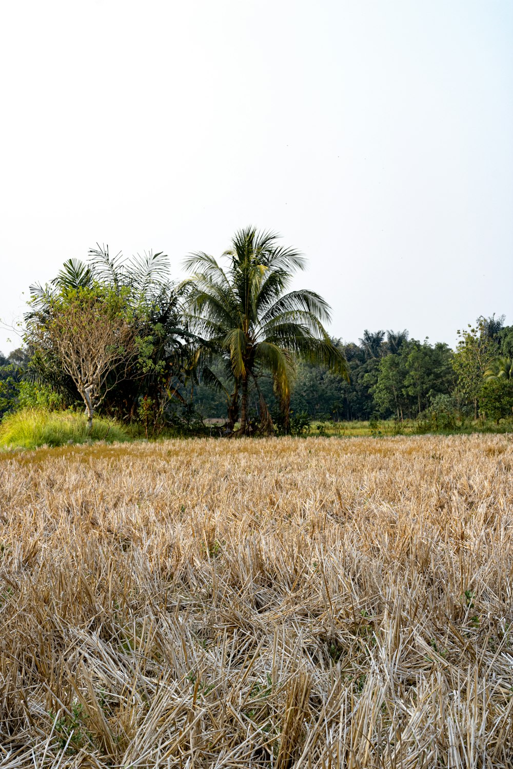 campo marrom vendo árvores altas e verdes durante o dia