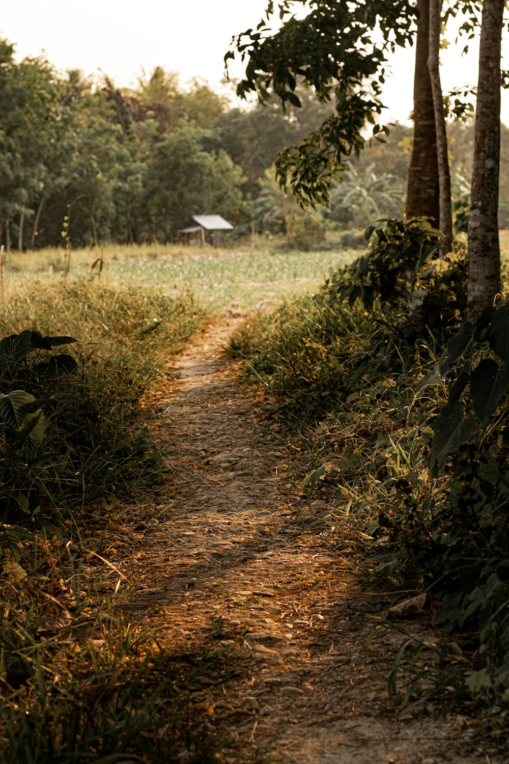 estrada de terra ao lado de árvores