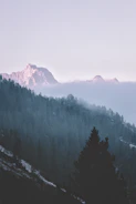 Drone shot over misty mountains and dense forest at dawn.