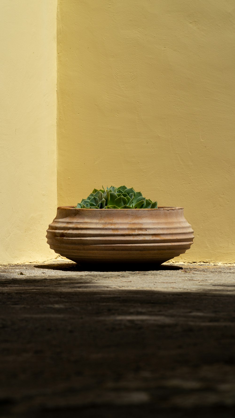 壁の横の茶色の鉢に緑の葉の植物