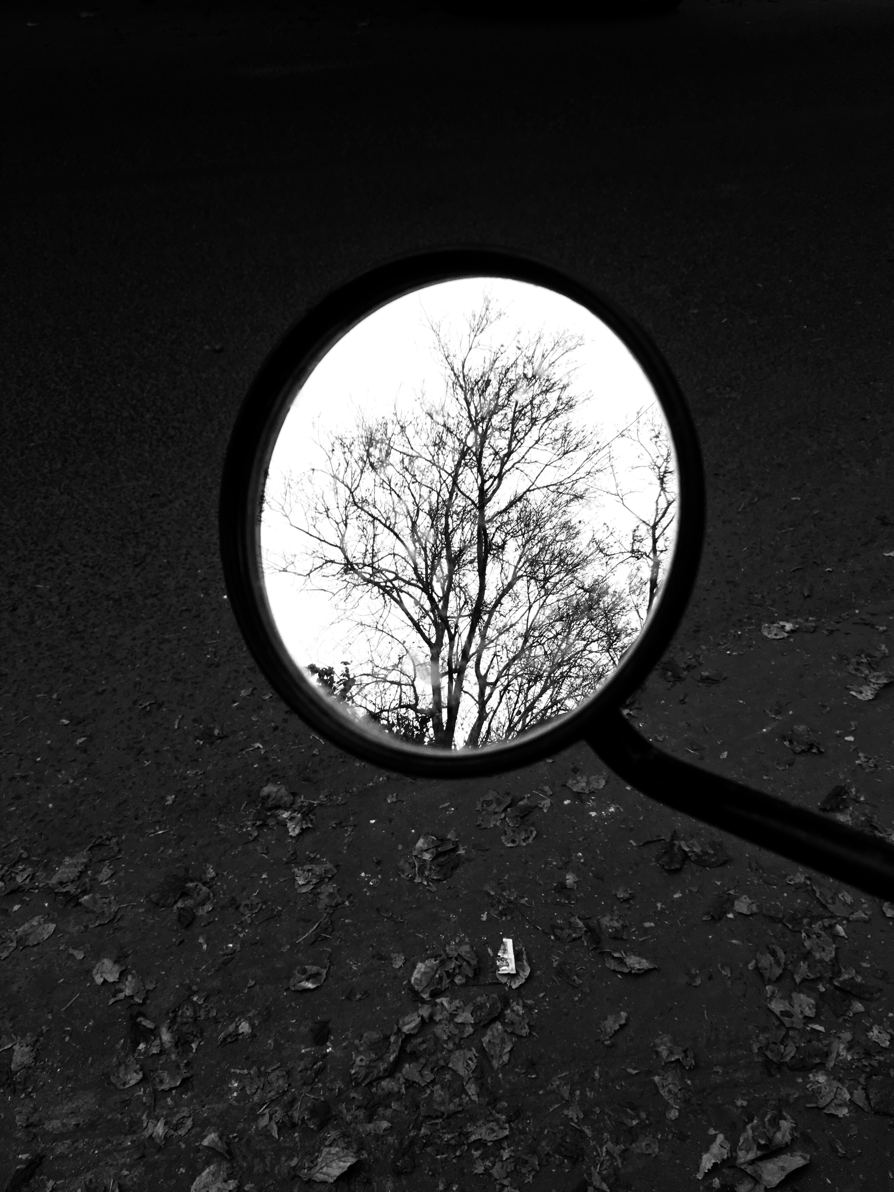 Rearview mirror showing bare tree during daytime photo – Free Grey ...