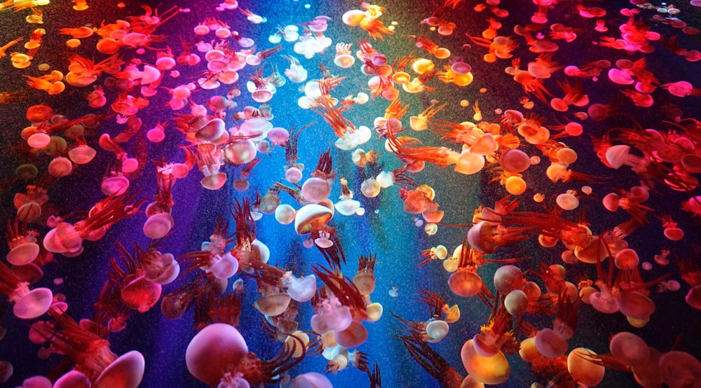 shoal of jellyfish