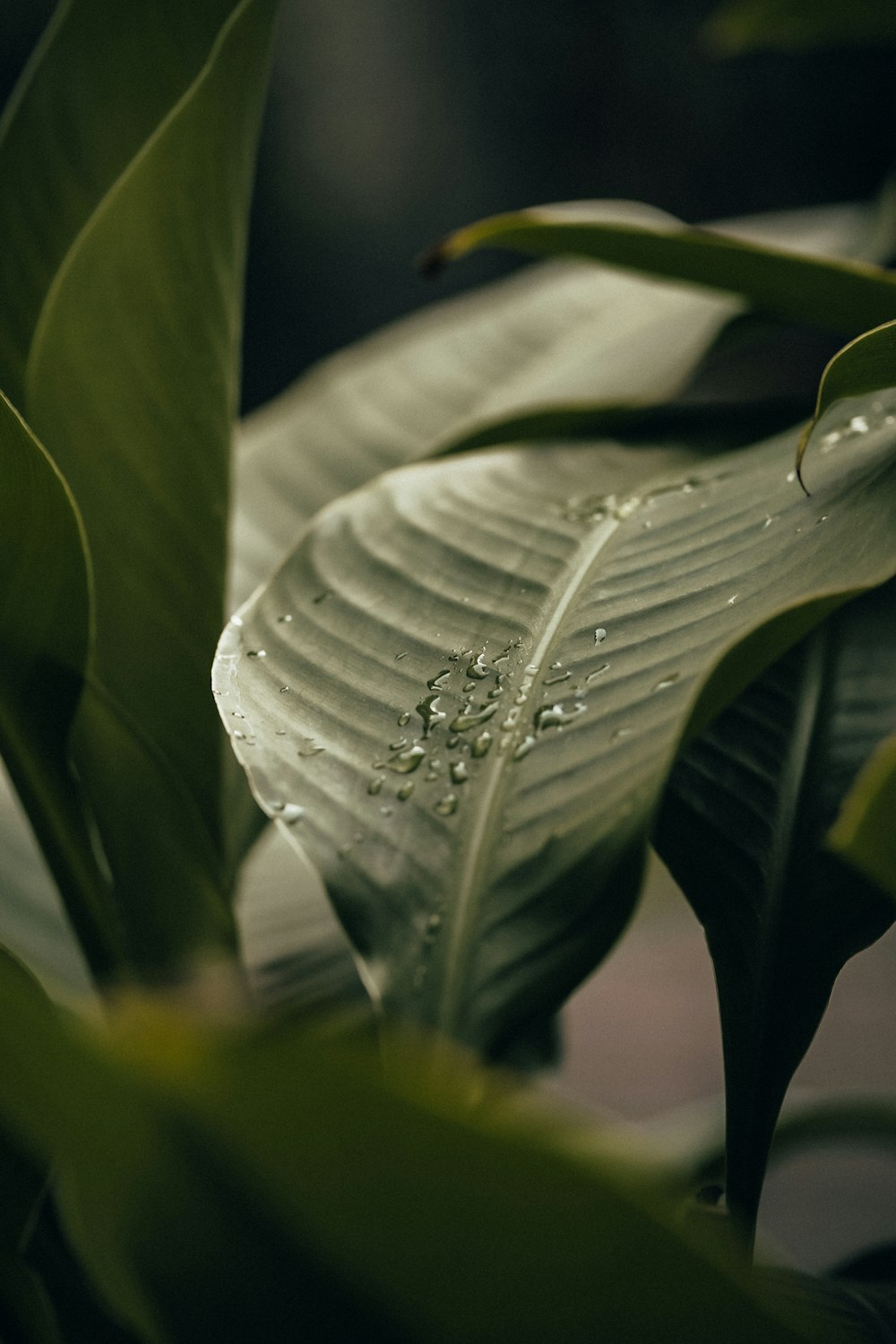 Fotografía de enfoque de hoja verde