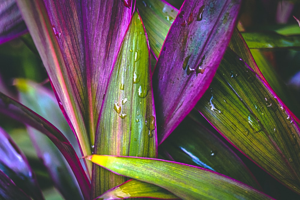 purple and green leaf