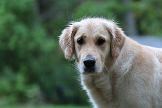 Close-up of a golden retriever getting brushed gently outdoors.