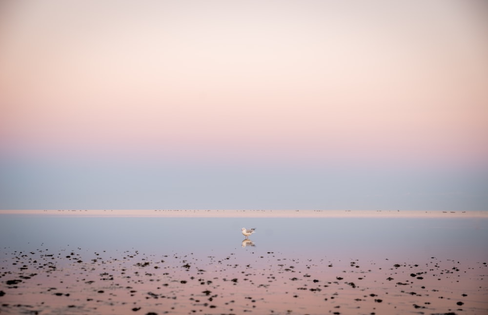 Bord de mer à travers l’horizon