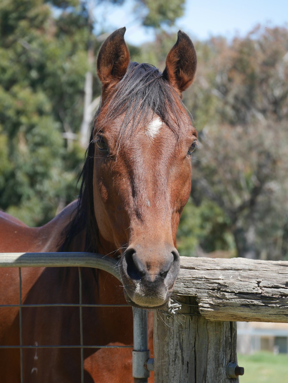 horse inside pen