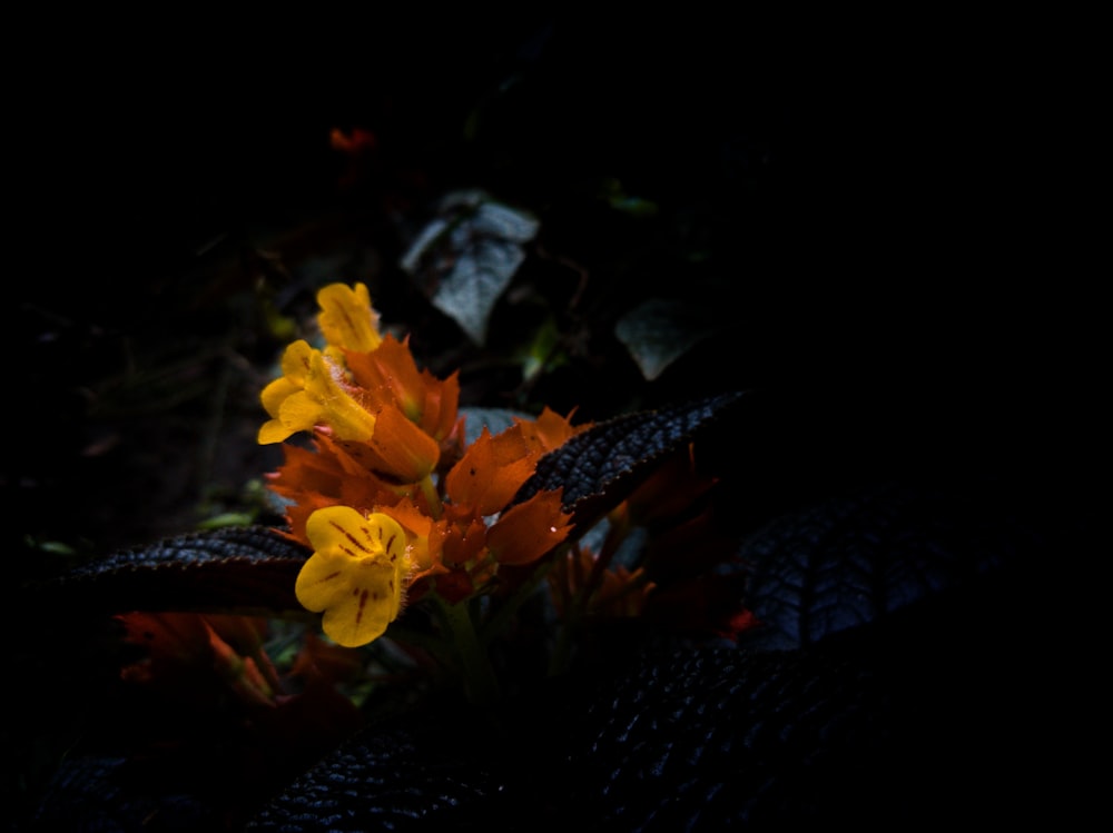 yellow flowers