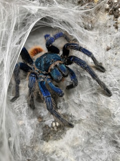 black tarantula on cobweb