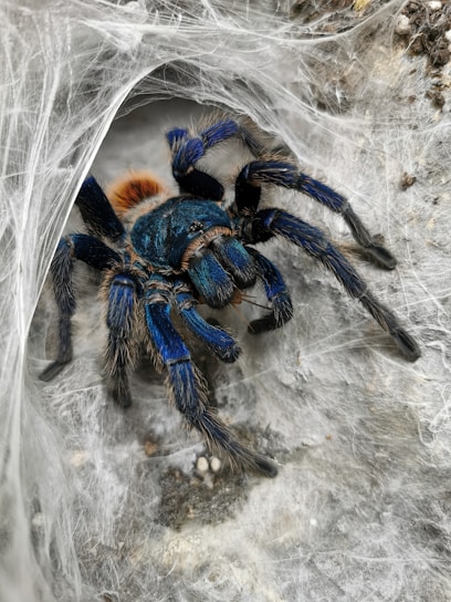 black tarantula on cobweb