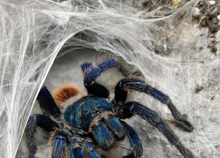 black tarantula on cobweb