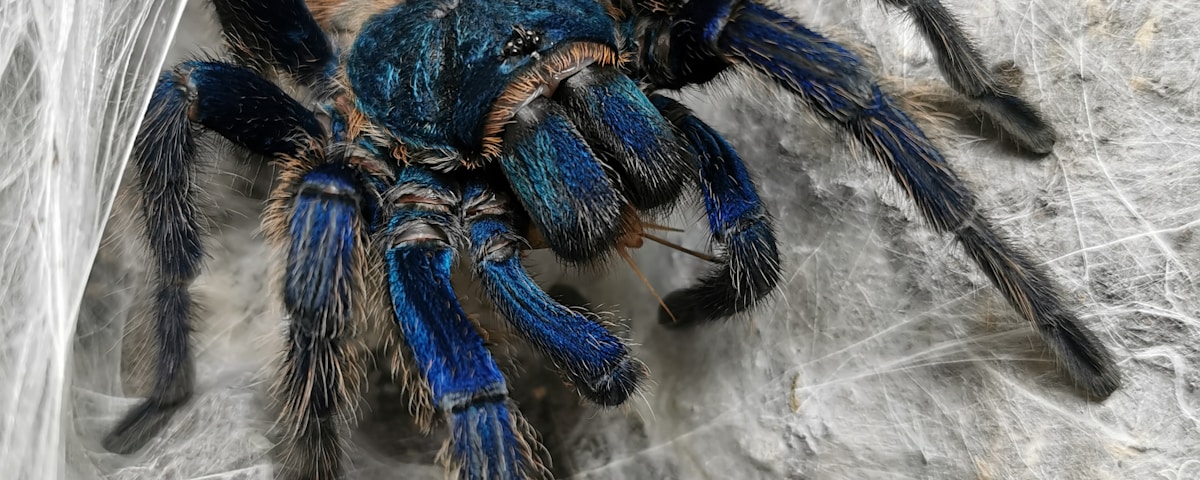 black tarantula on cobweb