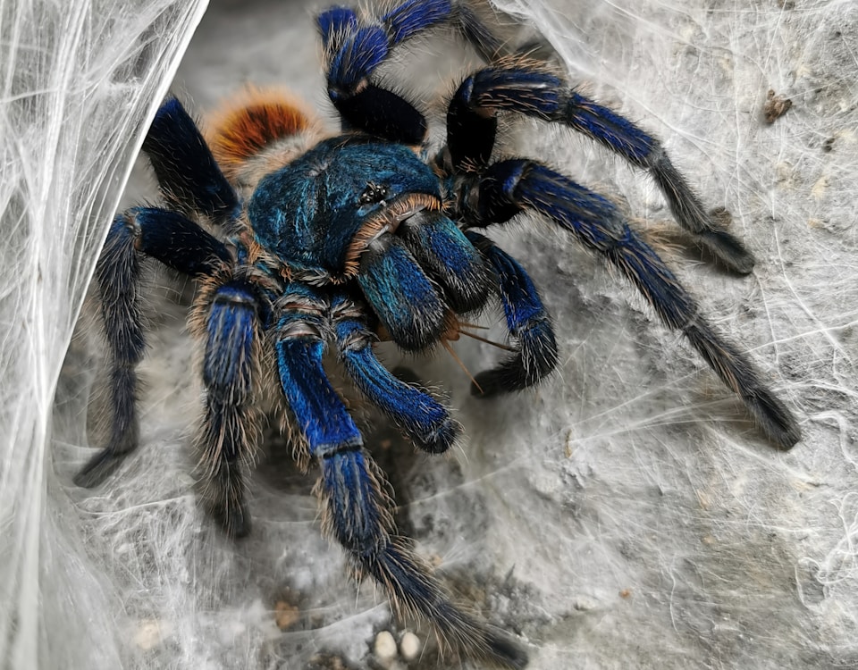 black tarantula on cobweb