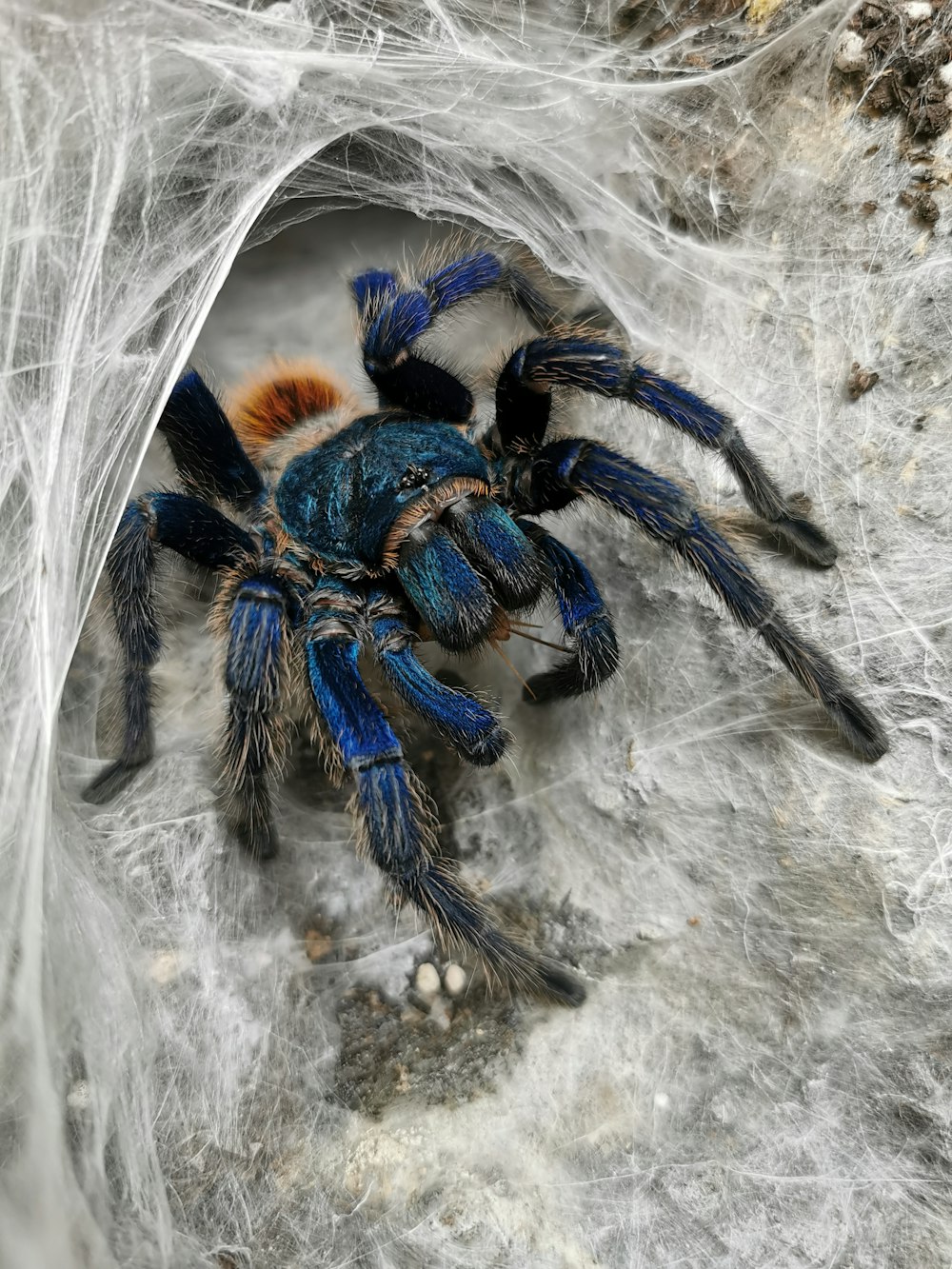 Schwarze Vogelspinne auf Spinnweben