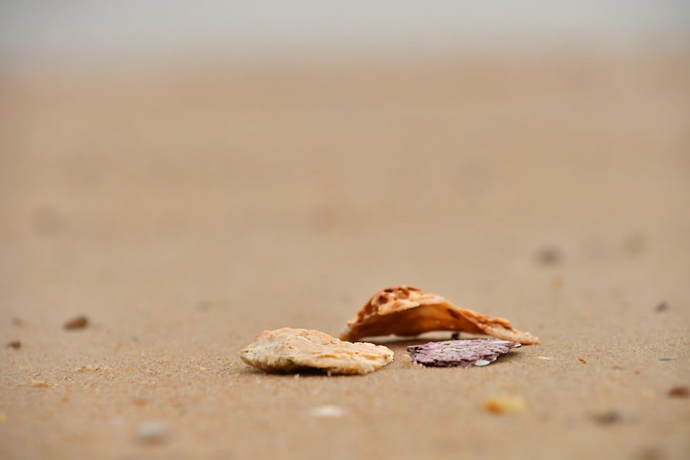 a piece of food that is on the sand