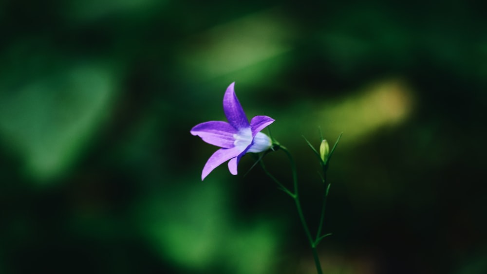 close up photography of blue petaled flower