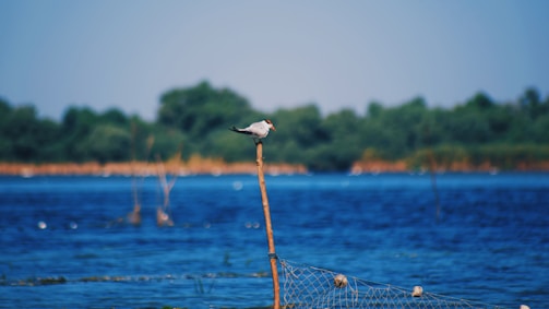 A bird is perched on a tall wooden pole that extends from a body of water. The water appears to be a lake or a river, with a net partially submerged and remnants of other wooden structures in the background. The scene is natural with a backdrop of green trees and a clear blue sky.
