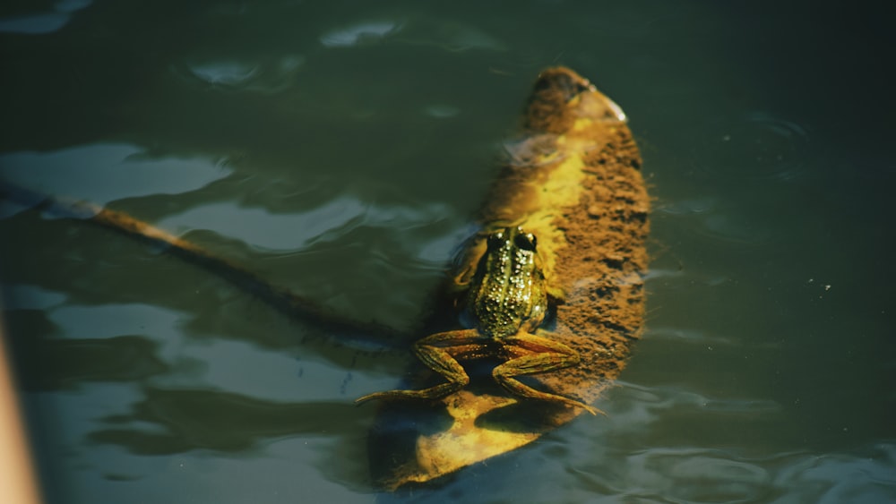 frog on log on water