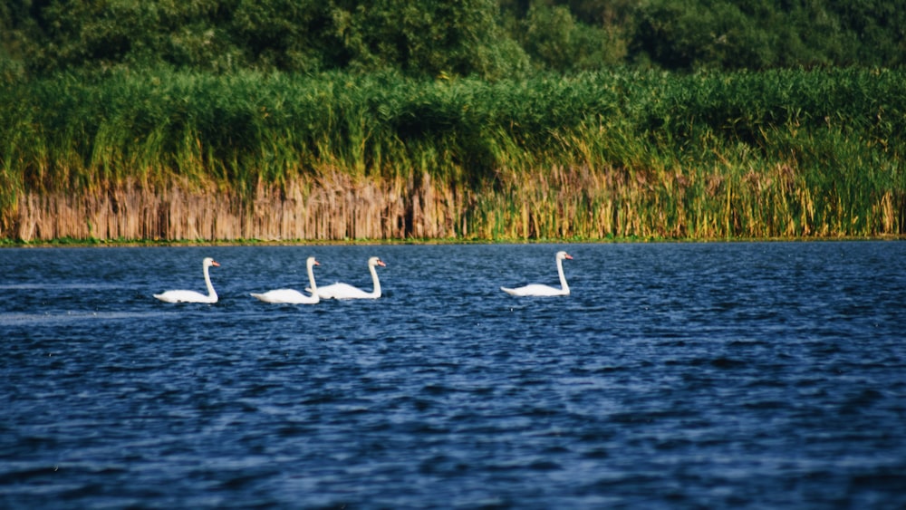 four white ducks on body of water