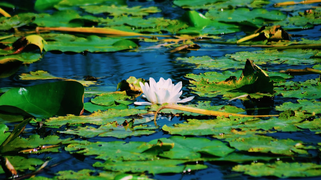 white lotus flower