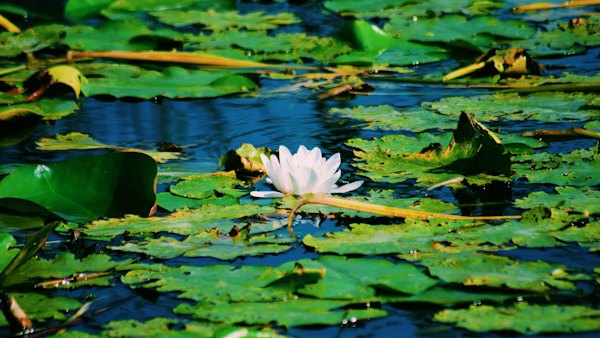 A white water lily open among the pads on a still channel — Danube Delta, Romania