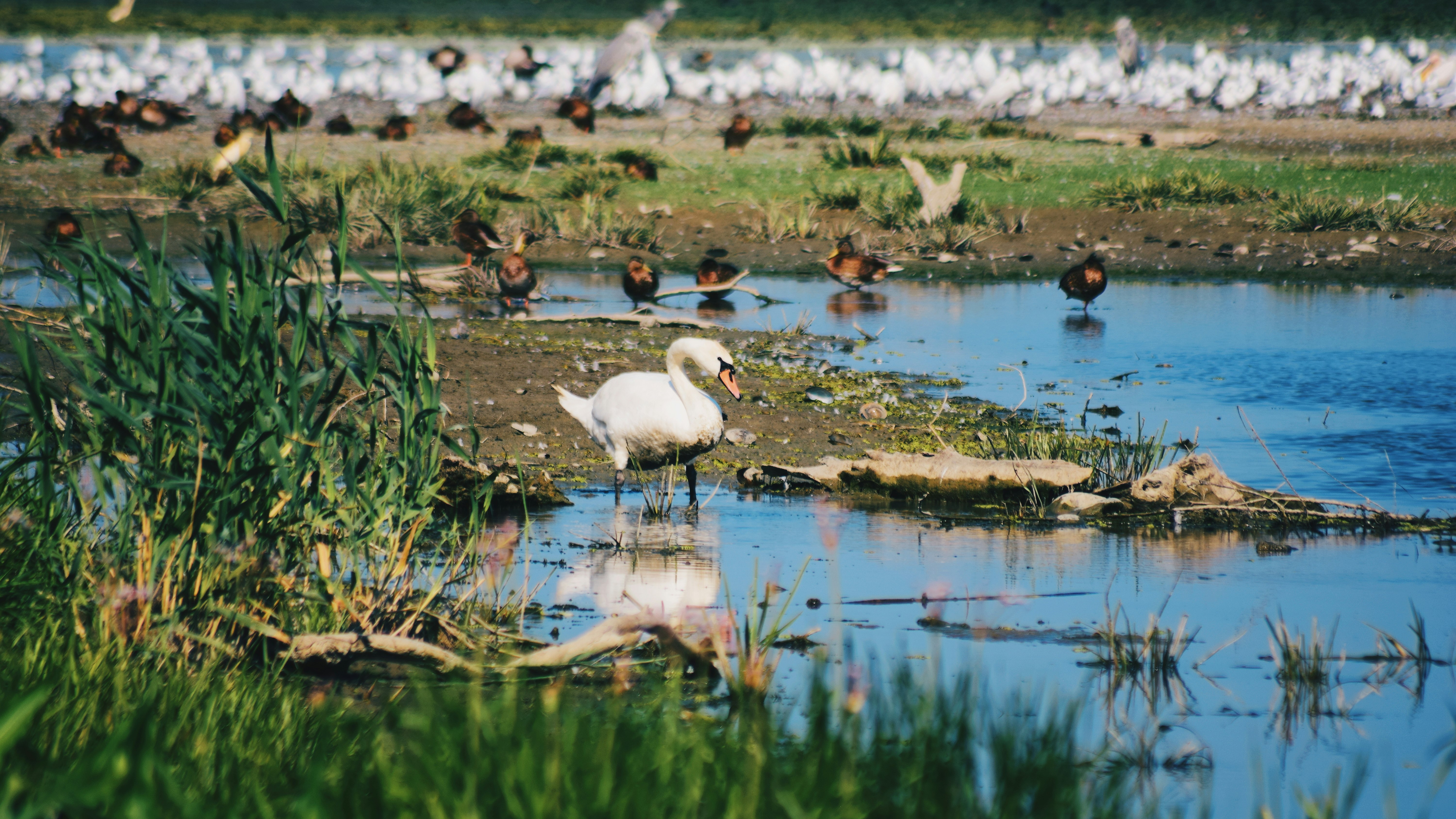 white duck