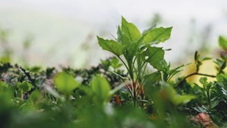 green vegetable plant growing on ground