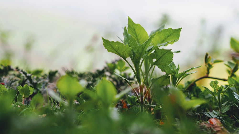 green vegetable plant growing on ground