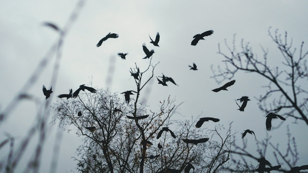 birds flying above bare tree during day