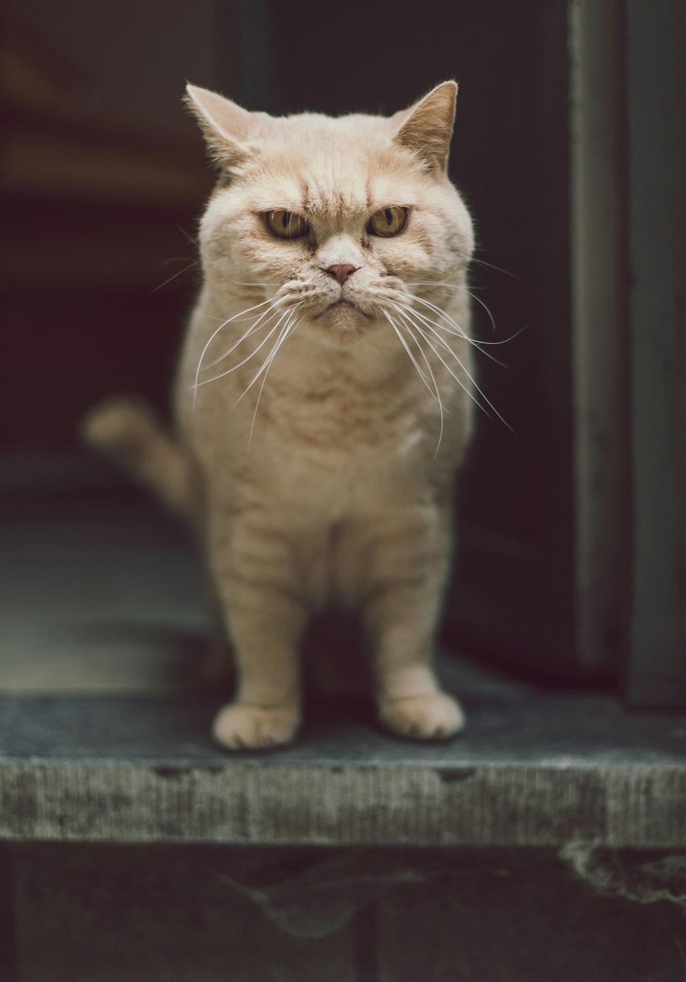 beige cat at the doorway