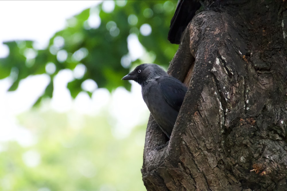 bird in tree