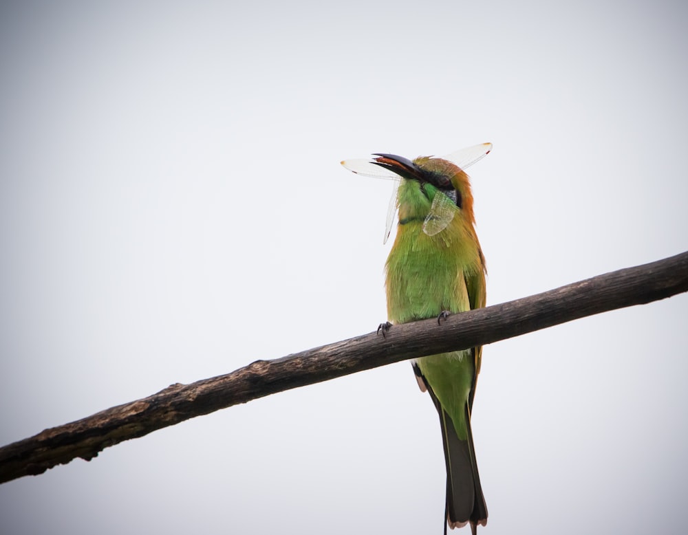 green bird perching a tree branch