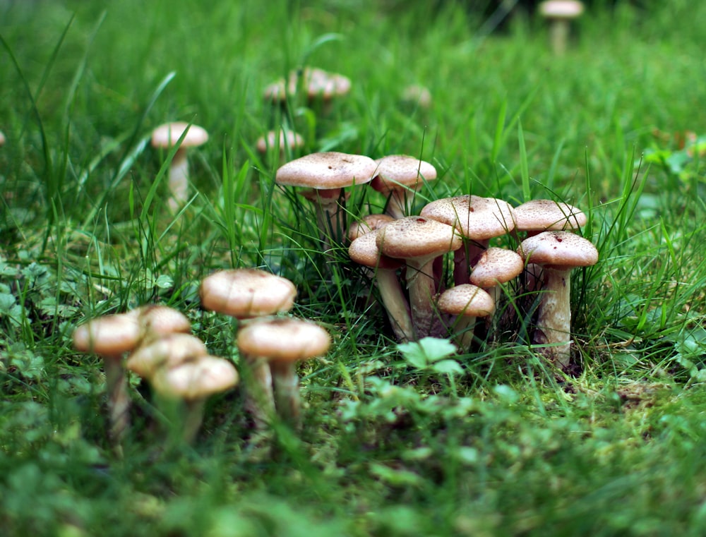 beige mushroom on grass